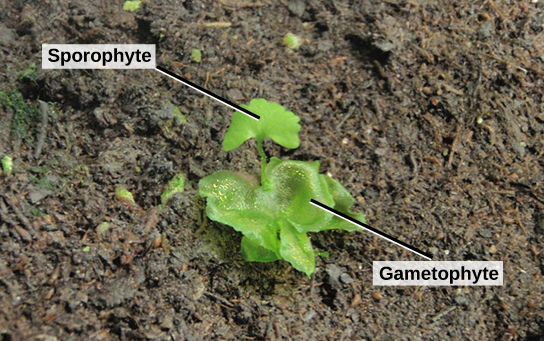 La photo montre un jeune sporophyte avec une feuille en éventail qui pousse à partir d'un gamétophyte ressemblant à de la laitue.