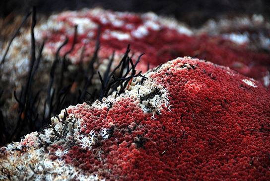 يتميز Sphagnum الموجود في الصورة بمظهر سجادة حمراء وعرة مع سيقان سوداء بارزة.