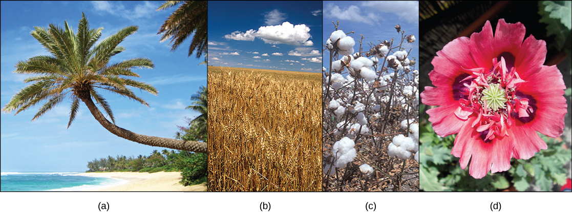 La photo A montre un palmier sur une plage. La photo B montre un champ de blé. La photo C montre des boules de coton blanches sur un plant de coton. La photo D montre une fleur de pavot rouge.