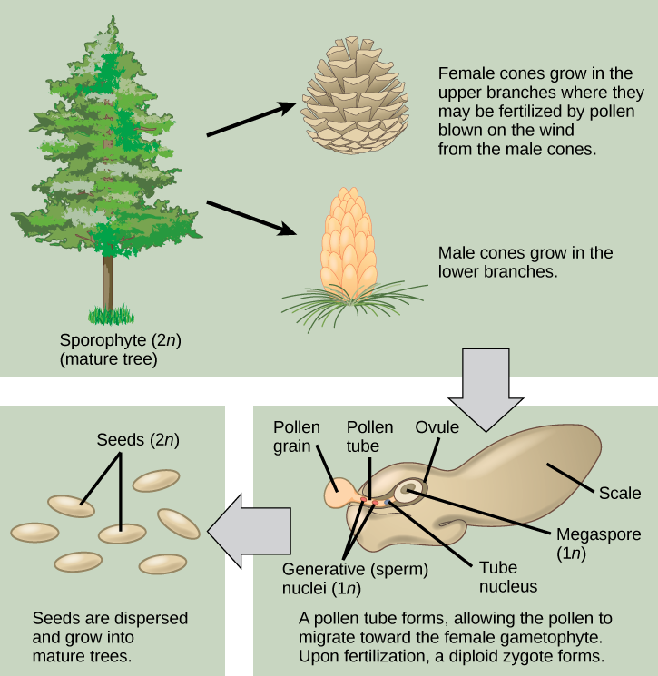 O ciclo de vida das coníferas começa com uma árvore madura, que é chamada de esporófito e é diploide (2n). A árvore produz cones masculinos nos galhos inferiores e cones femininos nos galhos superiores. Os cones masculinos produzem grãos de pólen que contêm dois núcleos generativos (espermatozóides) e um núcleo tubular. Quando o pólen cai em uma escala feminina, um tubo polínico cresce em direção ao gametófito feminino, que consiste em um óvulo contendo o megásporo. Após a fertilização, forma-se um zigoto diploide. As sementes resultantes são dispersas e se transformam em uma árvore madura, encerrando o ciclo.