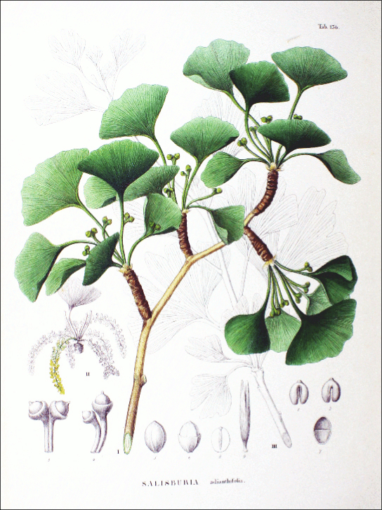A ilustração mostra as folhas verdes em forma de leque do Ginkgo biloba.