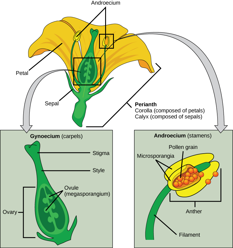 L'illustration montre des parties d'une fleur, appelée périanthe. La corolle est composée de pétales et le calice est composé de sépales. Au centre du périanthe se trouve une structure semblable à un vase appelée carpelle. Une fleur peut avoir un ou plusieurs carpelles, mais l'exemple illustré n'en possède qu'un. Le col étroit du carpe, appelé style, s'élargit en un stima plat au sommet. L'ovaire est la partie large du carpelle. Les ovules, ou mégasporanges, sont des grappes de gousses situées au milieu de l'ovaire. L'androcée est composé d'étamines qui se regroupent autour du carpelle. L'étamine est constituée d'un long filament ressemblant à une tige avec une anthère à l'extrémité. L'anthère illustrée est trilobée. Chaque lobe, appelé microsporange, est rempli de pollen.