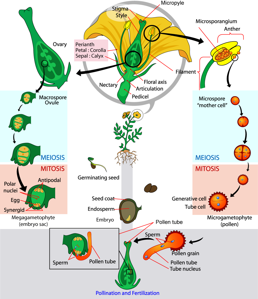 Les parties de la fleur sont représentées. La base du périanthe, qui comprend les pétales et les sépales, est appelée axe de la flore. Un rétrécissement appelé articulation sépare l'axe floral du pédicelle inférieur, qui attache la fleur à une tige. Les microsporanges se trouvent dans les anthères. Des microspores, ou cellules mères, se forment à l'intérieur des microsporanges. La microspore subit une méiose, produisant quatre cellules, chacune devenant un grain de pollen recouvert d'un revêtement dur. Le grain de pollen subit une mitose, produisant une cellule génératrice et une cellule tubulaire. Les macrospores se forment à l'intérieur d'un carpe semblable à un vase, dans les ovules, qui se trouvent dans les ovaires. Les macrospores subissent une méiose, produisant quatre cellules. Les cellules subissent ensuite une mitose, produisant trois antipodes, deux noyaux polaires, un œuf et deux synergides, chacun doté d'un noyau. Ensemble, ces cellules sont appelées mégagamétophyte, ou sac embryonnaire. La pollinisation se produit lorsqu'un grain de pollen atterrit sur le stigmate, la structure plate située au sommet du carpelle. Le noyau du tube se développe dans le style long, jusqu'à l'ovaire. C'est là que la cellule génératrice du sperme féconde l'ovule.