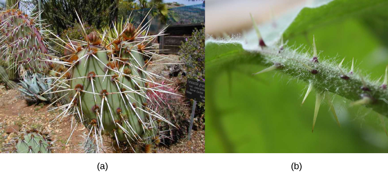 La foto A muestra un cactus verde. Está cubierto de racimos de espinas largas y delgadas que son de color blanco pálido y tienen puntas afiladas visibles. La foto B muestra un tallo borroso verde con varias espinas cortas de color verde que sobresalen de él.