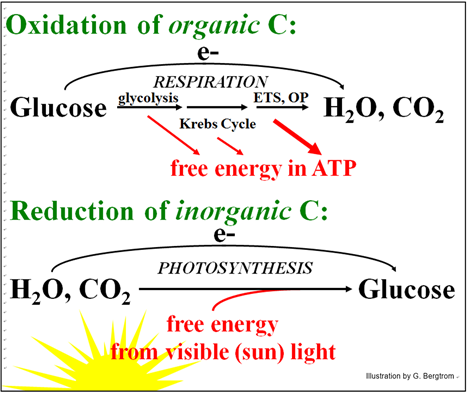 : Photosynthesis - Biology LibreTexts