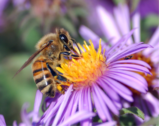 La foto muestra un abejorro gordo, amarillo y negro bebiendo néctar de una flor morada y amarilla.