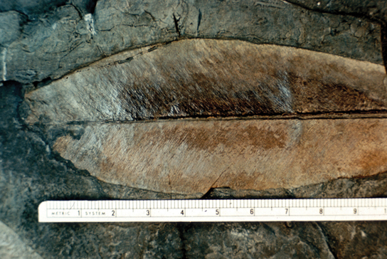 La photo montre une feuille fossilisée de plus de dix pouces de long, brune et en forme de plume.