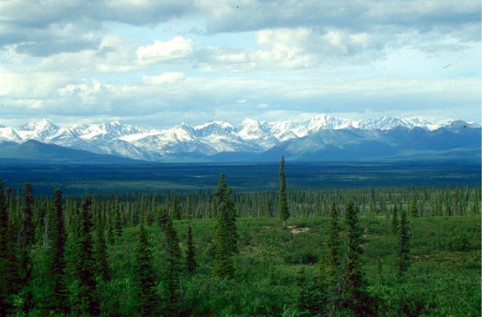 La foto muestra un bosque boreal con una capa baja uniforme de plantas y coníferas altas dispersas por todo el paisaje. Las montañas nevadas de la Cordillera de Alaska están al fondo.