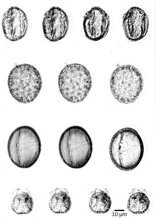 Micrograph inaonyesha aina nne tofauti za poleni ya fossilized. Poleni ni mviringo au pande zote katika sura, na texture bumpy.