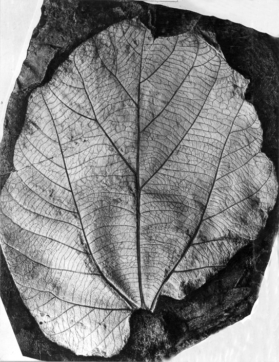 Photo shows a fossilized leaf, which looks much like a modern teardrop-shaped leaf with multiple, branching veins.