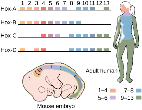 Esta ilustración muestra los cuatro grupos de genes Hox encontrados en vertebrados: Hox-A, Hox-B, Hox-C y Hox-D. Hay 13 genes Hox, pero no todos ellos se encuentran en cada clúster. Tanto en ratones como en humanos, los genes 1—4 regulan el desarrollo de la cabeza. Los genes 5 y 6 regulan el desarrollo del cuello. Los genes 7 y 8 regulan el desarrollo del torso, y los genes 9—13 regulan el desarrollo de los brazos y las piernas.