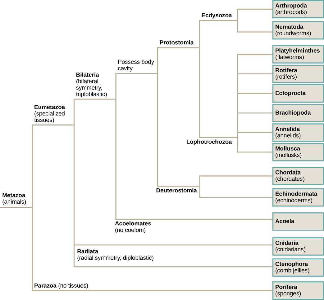 El árbol filogenético de metazoos, o animales, se ramifica en parazoos sin tejidos y eumetazoos con tejidos especializados. Los parazoos incluyen Porifera, o esponjas. Los eumetazoos se ramifican en Radiata, animales diploblásticos con simetría radial y Bilateria, animales triploblásticos con simetría bilateral. Radiata incluye cnidarios y ctenóforos (gelatinas de peine). La bilateria se ramifica en Acoela, que no tiene cavidad corporal, y Protostomía y Deuterostomia, que poseen una cavidad corporal. Los deuterostomas incluyen cordados y equinodermos. La protostomía se ramifica en Lophotrochozoa y Ecdysozoa. Ecdisozoa incluye artrópodos y nematodos, o lombrices intestinales. Lophotrochozoa incluye Mollusca, Annelida, Brachopoda, Ectoprocta, Rotifera y Platyhelminthes.