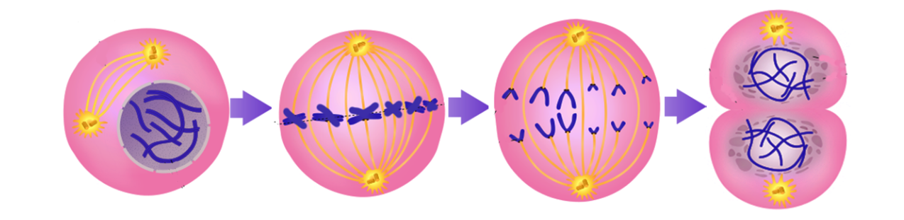 cell division.png