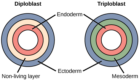 يُظهر الرسم التوضيحي الأيسر طبقتين من الجراثيم الجنينية في ديبلوبلاست. الطبقة الداخلية هي إندودرم، والطبقة الخارجية هي الطبقة الخارجية. تقع طبقة غير حية بين بطانة الرحم والإكتوديرم. يُظهر الرسم التوضيحي الأيمن الطبقات الجرثومية الجنينية الثلاث في منطقة ثلاثية. مثل الديبلوبلاست، يحتوي التريبلوبلاست على بطانة داخلية وشبكية خارجية. يقع وسط الأديرم الحي بين هاتين الطبقتين.