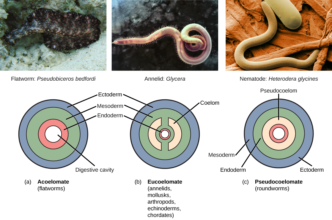 La parte a muestra el plano corporal de los acoelomas, incluidos los gusanos planos. Los acoelomas tienen una cavidad digestiva central. Fuera de esta cavidad digestiva hay tres capas de tejido: un endodermo interno, un mesodermo central y un ectodermo externo. En la foto se muestra un gusano plano nadador, que tiene la apariencia de una cinta negra y rosa con volante. La parte b muestra el plan corporal de los eucoelomas, que incluyen anélidos, moluscos, artrópodos, equinodermos y cordados. Los eucoelomas tienen las mismas capas de tejido que los acoelomas, pero dentro del mesodermo existe una cavidad llamada celoma. El celoma se divide en dos partes simétricas que están separadas por dos radios de mesodermo. En la foto se muestra un anélido nadador conocido como gusano de la sangre. La lombriz tiene un cuerpo tubular que se estrecha en cada extremo. Numerosos apéndices irradian desde ambos lados. La parte c muestra el plano corporal de los pseudocoelomas, que incluyen lombrices intestinales. Al igual que los acoelomas y eucoelomas, los pseudocoelomas tienen un endodermo, un mesodermo y un ectodermo. Sin embargo, en los pseudocoelomas, un pseudocelum separa el endodermo del mesodermo. La foto muestra una lombriz, o nematodo, que tiene un cuerpo tubular.