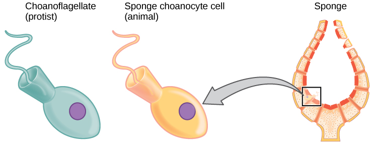 La imagen de la izquierda muestra un choanoflagelado, que es una protesta unicelular. La imagen de la derecha muestra una célula esponjosa de coanocitos que se alinea dentro de una esponja. Las dos celdas parecen idénticas. Ambos tienen forma de huevo con un cono en la parte posterior. Un flagelo sobresale de la parte ancha del cono.