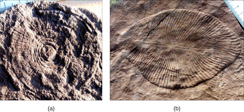 La partie a montre un fossile qui ressemble à une roue, avec des rayons rayonnant depuis le centre, imprimés sur un rocher. La partie b montre un fossile qui ressemble à une feuille en forme de larme, avec des rainures partant d'une nervure centrale.