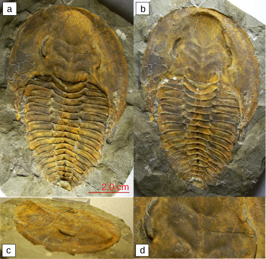 Magari-d kuonyesha nne trilobite fossils. Wote ni umbo la teardrop, na mwisho wa laini. Karibu theluthi moja ya njia ya chini, mwili umegawanyika kwenye vijiji vya usawa.