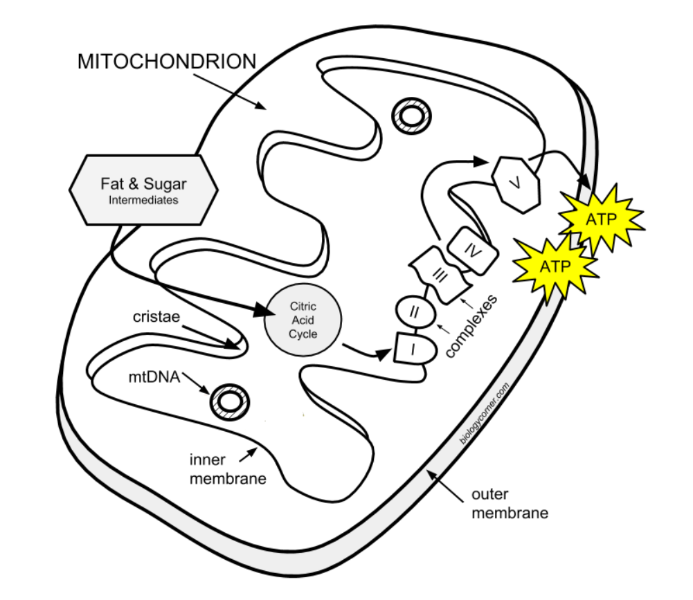 mitochondrion.png
