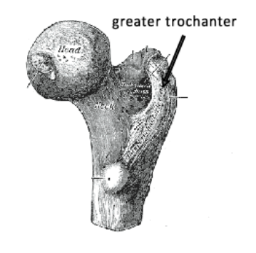 greater trochanter.png