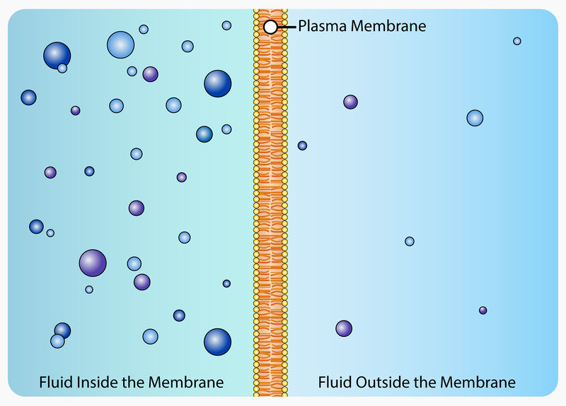 5.8 Active Transport and Homeostasis Biology LibreTexts