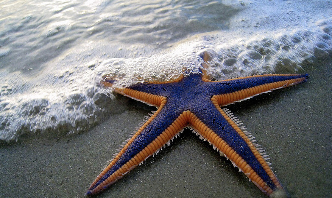 La photo montre une étoile de mer violette et orange sur une plage de sable plat.