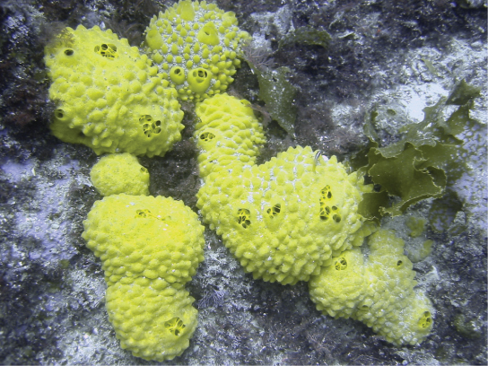 Picha inaonyesha sponge kwenye sakafu ya bahari. Sponges ni njano na uso wa bumpy, na kutengeneza clumps mviringo.