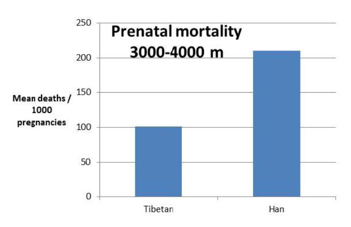 prenatal mortality chart.png