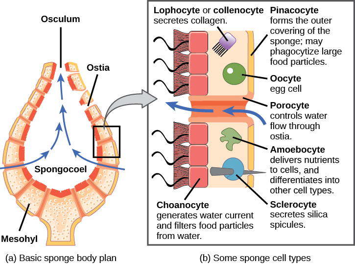 La partie a montre une coupe transversale d'une éponge, qui est en forme de vase. L'ouverture centrale s'appelle le spongocoel. Le corps est rempli d'une substance semblable à un gel appelée mésohyle. Les pores du corps, appelés ostie, permettent à l'eau de pénétrer dans le spongocèle. L'eau sort par une ouverture supérieure appelée osculum. La partie b montre une vue agrandie du corps de l'éponge. La surface externe est recouverte de cellules appelées pinacocytes, qui forment la peau. Les pinacocytes consomment de grosses particules alimentaires par phagocytose. La surface interne est recouverte de cellules appelées choanocytes, qui possèdent des flagelles qui font circuler l'eau dans le corps. Le mésohyle est intercalé entre les surfaces extérieure et intérieure. Différents types de cellules existent au sein de cette couche. Il s'agit notamment des lophocytes sécrétant du collagène, des amibocytes, qui remplissent diverses fonctions, et des ovocytes. Les sclérocytes contenus dans cette couche produisent des spicules de silice qui s'étendent à l'extérieur du corps de l'éponge. Les porocytes, cellules tubulaires creuses qui recouvrent le corps de l'éponge, régulent le mouvement de l'eau à travers l'ostie.