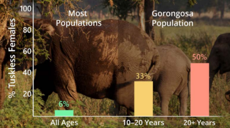 elephant graph.png