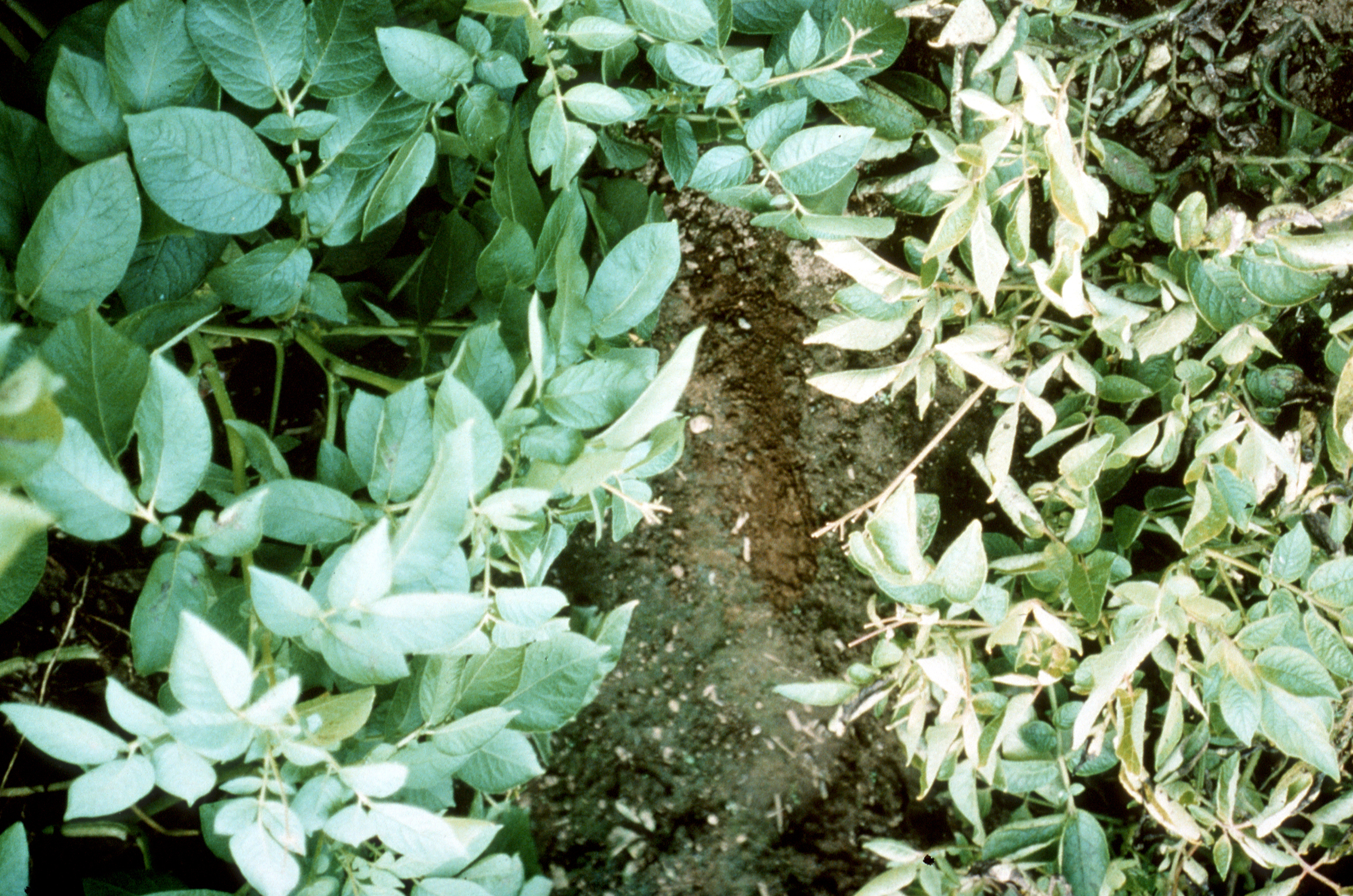 Genetically modified potato plants