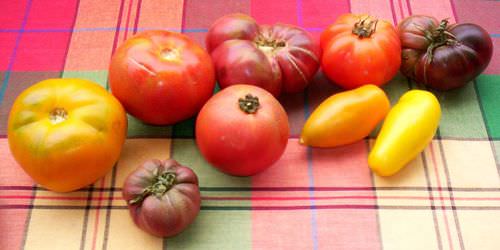 tomatoes varieties