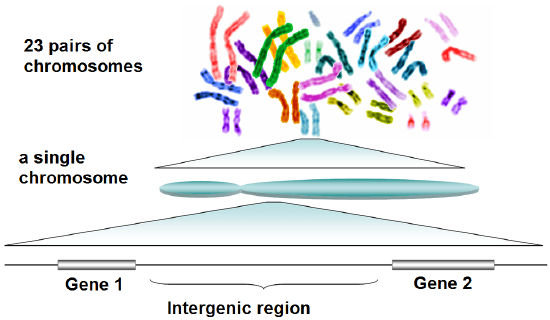 Chromosomes along with 2 genes and intergenic region illustration