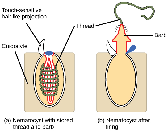 L'illustration montre un nématocyste avant (a) et après (b) la cuisson. Le nématocyste est un gros organite ovale situé à l'intérieur d'une cellule cnidocytaire rectangulaire. Le nématocyste affleure la membrane plasmique et une projection tactile semblable à un poil s'étend du nématocyste à l'extérieur de la cellule. À l'intérieur du nématocyste, un fil est enroulé autour d'une ardillon inversée. Lors de la cuisson, un couvercle sur le nématocyste s'ouvre. L'ardillon sort de la cellule et le fil se déroule.