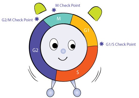 The cell cycle checkpoints in a time clock