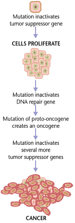 flow chart shows how cancer develops after many mutations