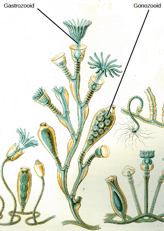 يُظهر الرسم التوضيحي a Obelia geniculata، التي يتكون جسمها من سلائل متفرعة من نوعين مختلفين.