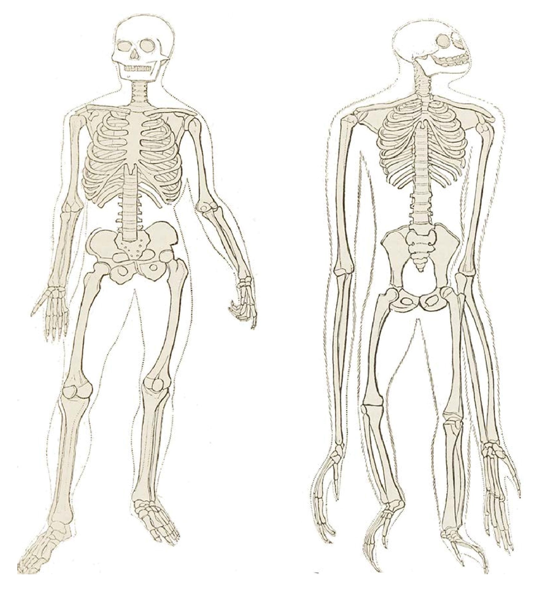 Compare Human and Chimpanzee Skeleton-page-001.jpg