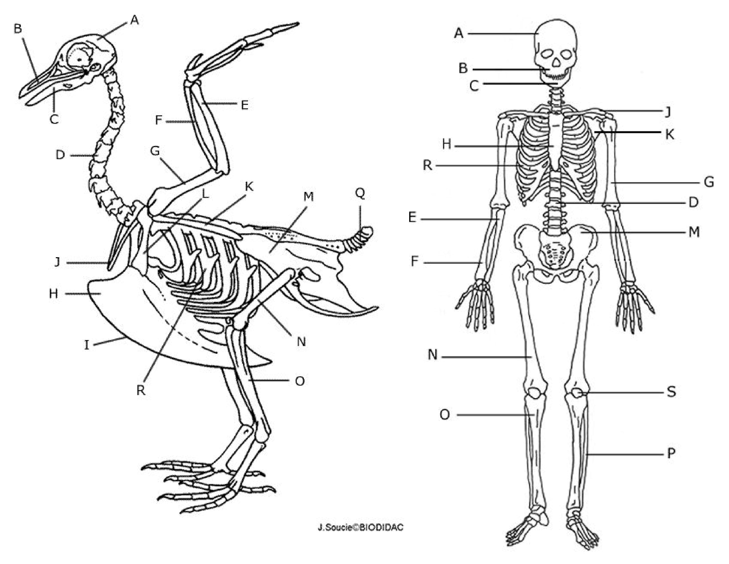 Comparing a Human and Avian Skeleton-page-003.jpg