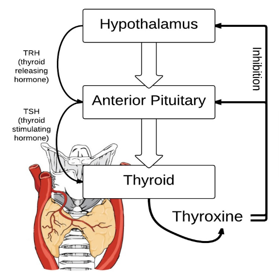 thyroid diagram.png