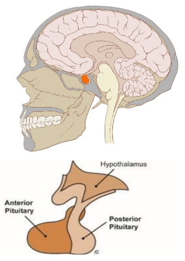 pituitary.png