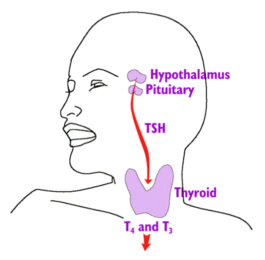pituitary and thyroid.png