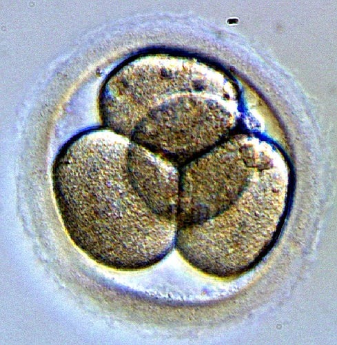 cell embryo cleavage 