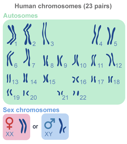 Los humanos tienen 23 pares de cromosomas, las hembras tienen XX pares y los machos tienen XY para sus 23 pares.
