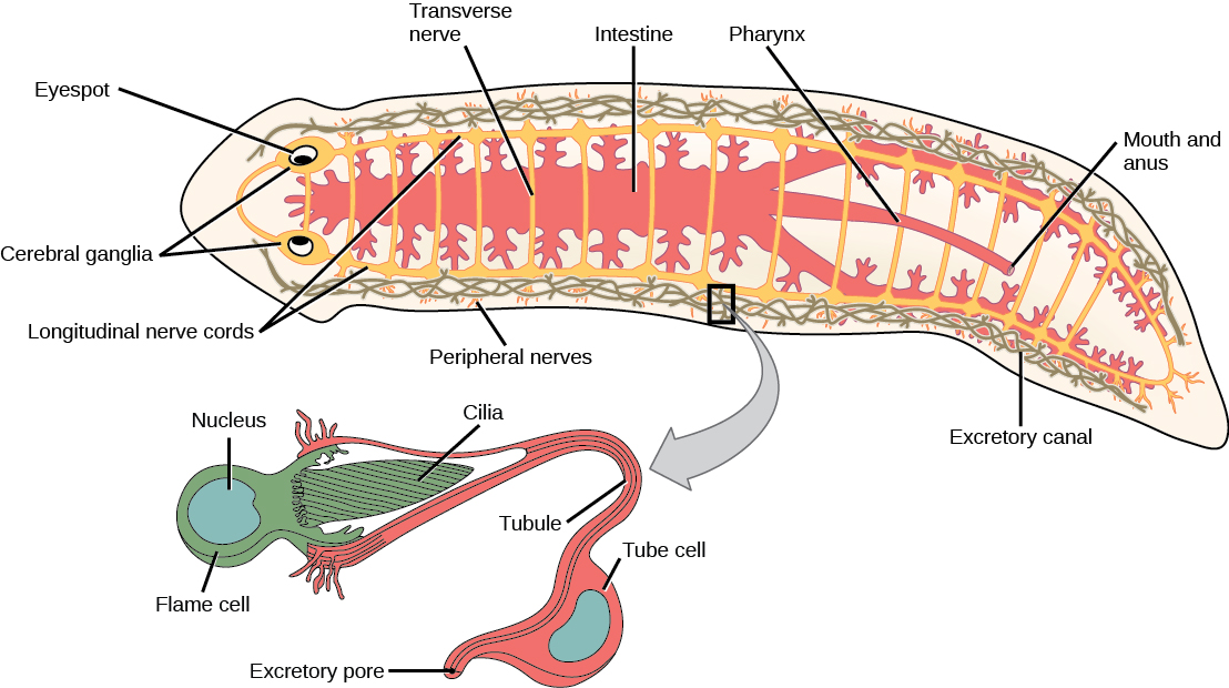 يُظهر الرسم التوضيحي الجهاز الهضمي والعصبي والإخراجي في بلاناريا المسطحة الشبيهة بالديدان. يبدأ الجهاز الهضمي من فتحة الفم البطني في منتصف الحيوان، ثم يمتد إلى الرأس عبر منتصف الجسم، وباتجاه جانبي الجسم. تحدث العديد من الفروع الجانبية على طول الجهاز الهضمي. يحتوي الجهاز العصبي على عقدتين دماغيتين عند العينين في الرأس، وحبلين عصبيين بطنيين مع وصلات عرضية بطول الجسم إلى الذيل. يتم ترتيب نظام الإخراج في هيكلين طويلين شبيهين بالشبكة أسفل كل جانب من الجسم.