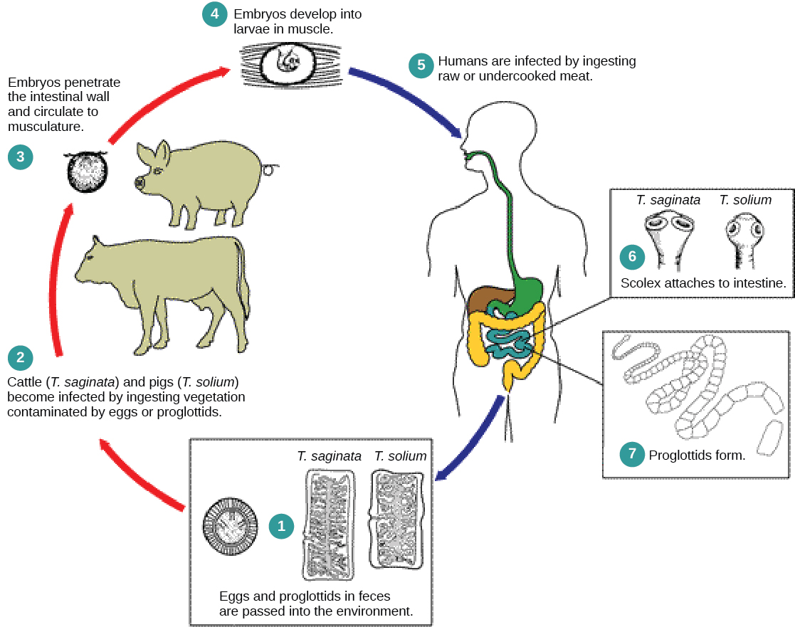Le cycle de vie du ténia commence lorsque des œufs ou des segments de ténia, appelés proglottis, passent des matières fécales humaines à l'environnement. Taenia saginata infecte les bovins et Taenia solium infecte les porcs lorsqu'ils mangent de la végétation contaminée. L'embryon pénètre dans la paroi intestinale de l'animal et s'installe dans le tissu musculaire, où il se transforme en larve. Les humains qui consomment de la viande infectée crue ou insuffisamment cuite sont infectés lorsque le ténia se fixe à la paroi intestinale par des ventouses ou des crochets placés sur le scolex, ou la tête. Le ver mature produit des proglottis et des œufs, qui passent du corps dans les matières fécales, complétant ainsi le cycle.