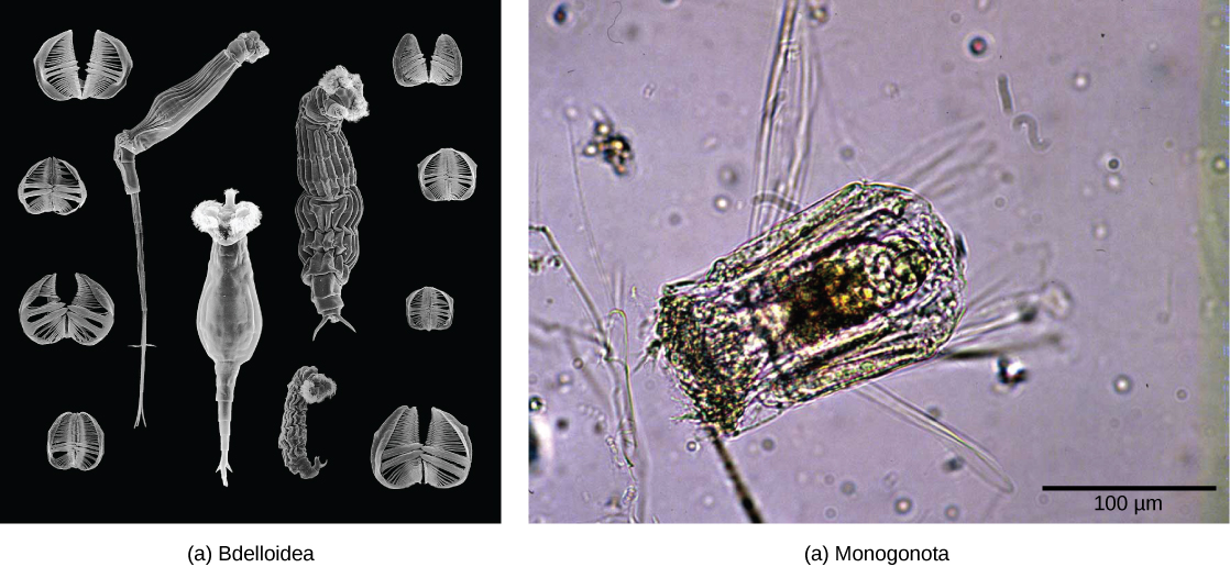 يُظهر المسح المجهري الإلكتروني A الدوارات من فئة Bdelloidea، التي لها جسم طويل على شكل أنبوب مع حافة تحيط بالفم. يُظهر التصوير المجهري الضوئي B أن Polyarthra من فئة Monogonta أقصر وأوسع من الروتافير البدلويد، مع حافة أصغر.