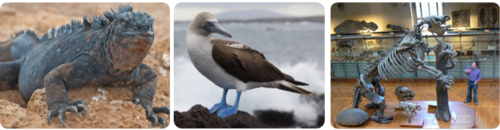 On his voyage, Darwin saw giant marine iguanas and blue-footed boobies