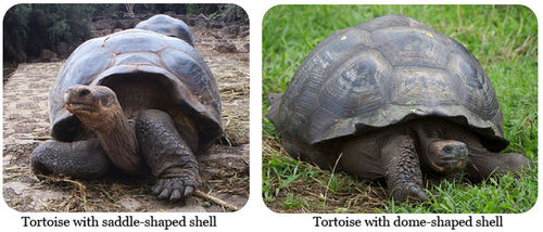 Galápagos Tortoises with dome shaped and without dome shaped shell