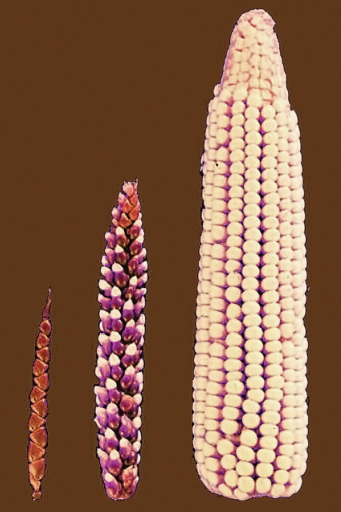 Selección artificial de maíz